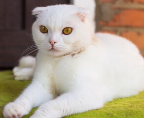 portrait of a beautiful scottish fold cat of white color with golden green eyes with a serious, alert look on a bright green litter near the house, horizontal photo