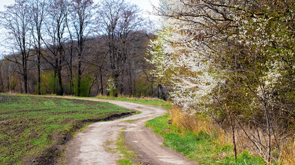 Fototapeta na wymiar Blooming trees near the road at the end of the field
