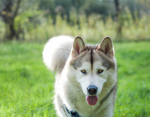 A wolf-like Alaskan Malamute female in a green field near the forest. She is coming towards the photographer. A beautiful fluffy dog is preparing it's coat for the winter.