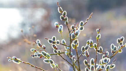 Fototapeta premium Willow branches with catkins in the woods near the river