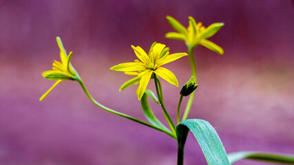 Goose onions, spring yellow flowers on a purple blurred background