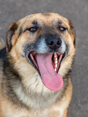 Cute dog with open mouth, portrait of a dog on a dark background