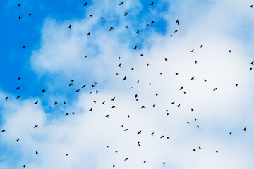 A flock of birds, crows, in the blue sky with white clouds