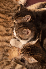 Fototapeta na wymiar cat feeds kittens on a dark background