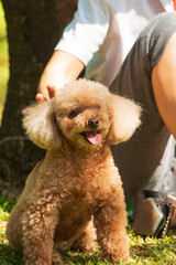 thoroughbred fluffy brown dog for a walk