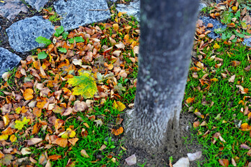 autumn leaves background