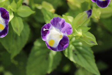 秋の花壇に咲くトレニアの紫色の花