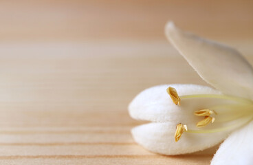 Fototapeta na wymiar Closeup the Fluffy Petal of a Pure White Millingtonia Flower Isolated on Wooden Background