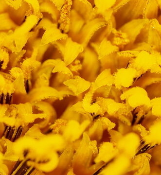 Close-up of sunflower pollen as background. © schankz