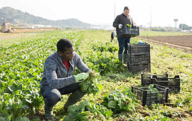 Hired workers harvest spinach on a plantation. High quality photo