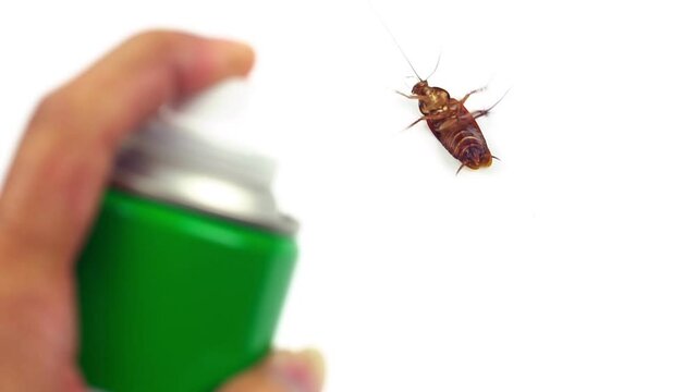 Pest control by spraying on cockroaches in hand and white background with copy space for plague concept text.