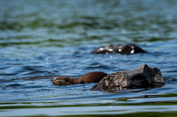Obraz premium Smooth coated otter in pristine blue water of ramganga river for fishing at dhikala zone of jim corbett national park or tiger reserve uttarakhand india - Lutrogale perspicillata