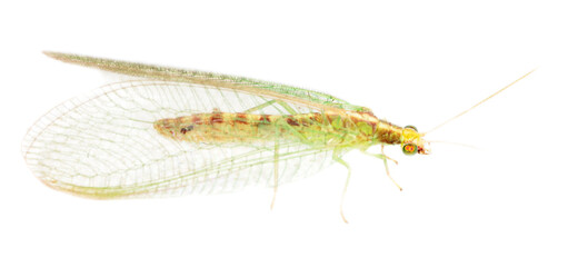 Green fly on a white background.