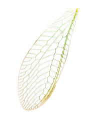 Fly wing isolated on white background.