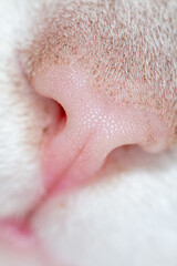 Close-up of a cat's nose.