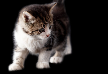 Fototapeta na wymiar Kitten portrait isolated on black background.