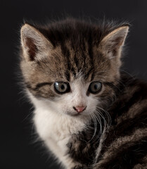 Fototapeta premium Kitten portrait isolated on black background.