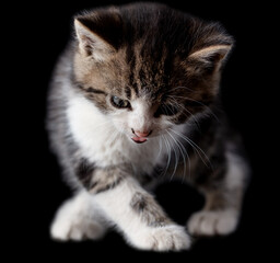 Fototapeta na wymiar Kitten portrait isolated on black background.