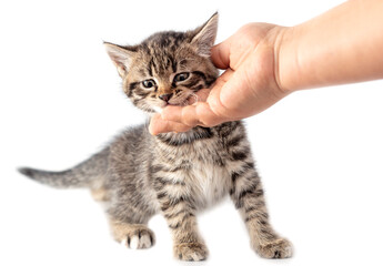 Hand caressing kitten isolated on white background.