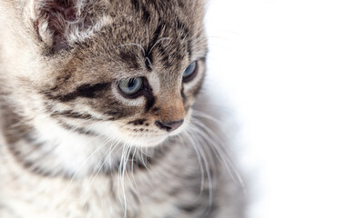 Kitten portrait isolated on a white background.