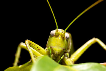 Close-up portrait of a grasshopper in nature.
