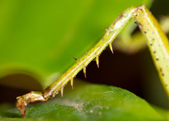 Close-up of the paw of a grasshopper in nature.