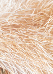 Close-up of fur of a ginger cat as background.