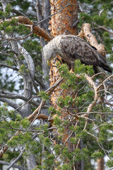 white-tailed eagle