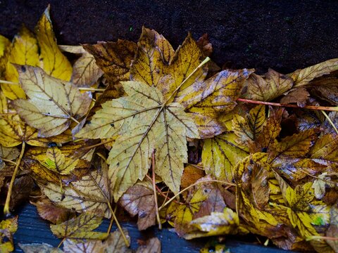leaves © Pefkos