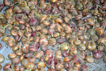 Piece of the yield of onion. Autumn work on collecting vegetables in agriculture. Ripe onion heads lie on the ground.