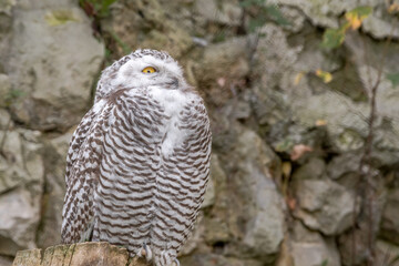 Snowy Owl (Bubo scandiacus) owlet