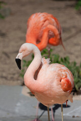 天王寺動物園のフラミンゴ