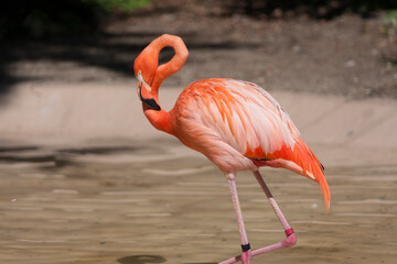 天王寺動物園のフラミンゴ