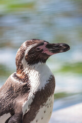 天王寺動物園のフンボルトペンギン