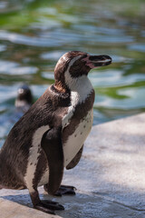Naklejka premium 天王寺動物園のフンボルトペンギン