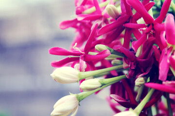 Beautiful pink flowers in bloom