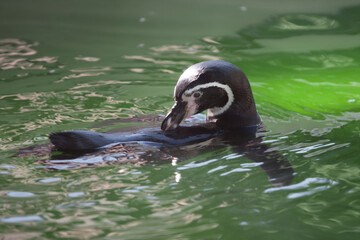Naklejka premium 天王寺動物園のフンボルトペンギン