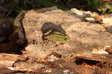 Agile Frog | Rana dalmatina