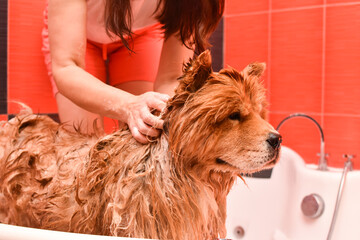 Bathing the dog in the tub. Dog taking a shower. Woman bathes a dog chow chow 