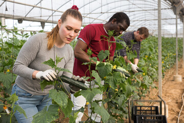 Several farmers harvest cucumbers and put in boxes