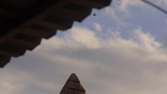 perrots flying in sky fast morning un light