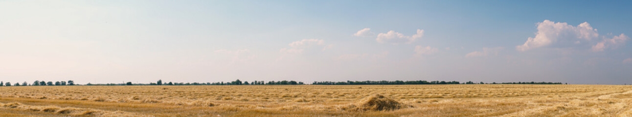 Panorama Beautiful dry stubble on the field against the sky