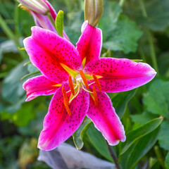 Red Lily flower on a garden bed