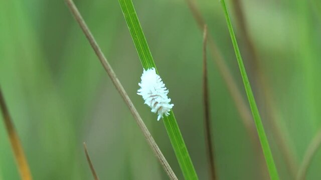 Mealybugs are insects in family Pseudococcidae, unarmored scale insects. White larva Mealybug Climbs Tree, an insect pest, View macro in wildlife