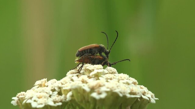 Courtship rituals of insects and Mating. Sparedrus is genus of false blister beetles in family Oedemeridae. Zoom View Macro insect in wildlife