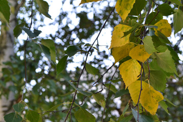 Golden brunch of birch at autumn morning on blurry background with bokeh effect