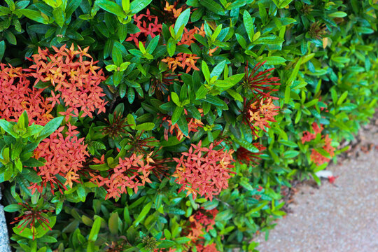 Red Ixora blossom in a garden.