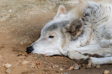 Gray Wolf (Canis lupus)
