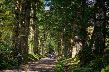 A road lined with large cedar trees. In the forest where the sunlight shines through. Beautiful Japanese landscape.