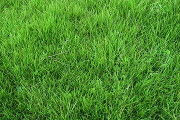Green grass texture background top view of bright grass garden idea concept used for making green backdrop. Grass golf courses green lawn pattern textured background